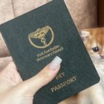 شناسنامه تامی گربه اسکاتیش