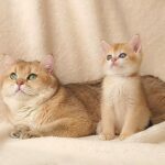 لئو ۱ بریتیش گلد