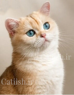 گربه ماده مولد بریتیش گلد NY12 با چشم‌های آبی آکوامارین - Catiish