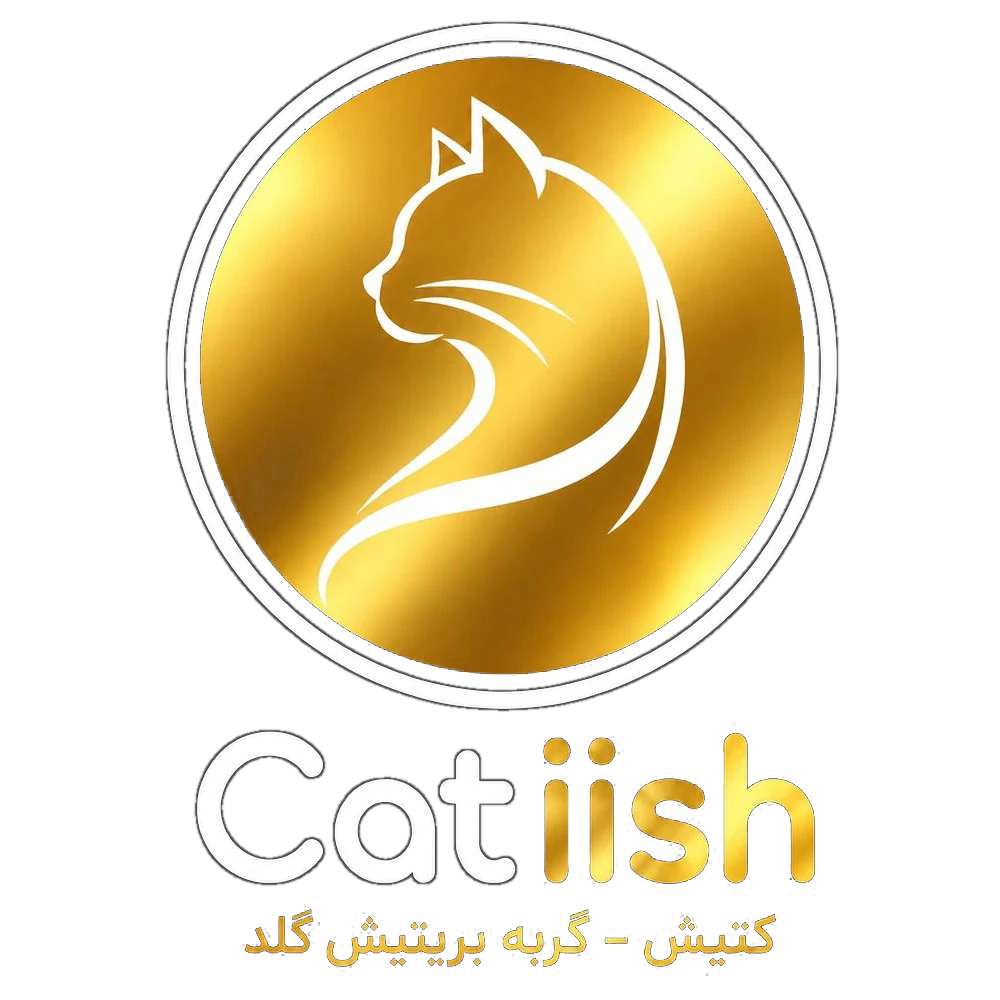 گربه خانگی کتیش