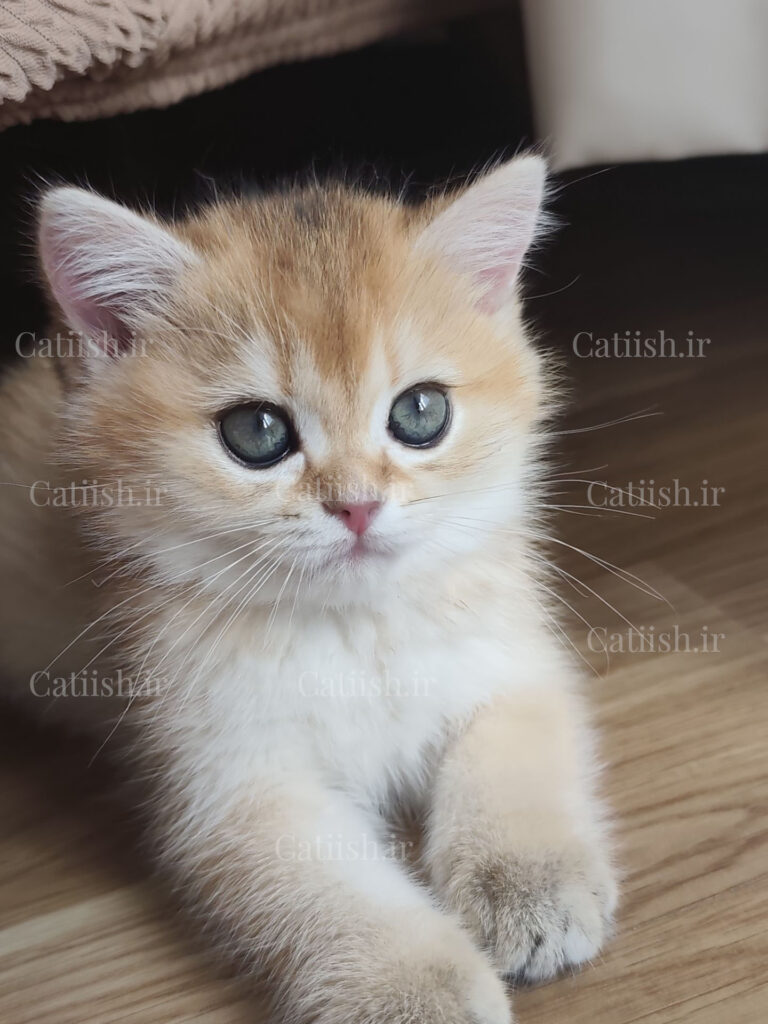 گربه چشن آبی ماده بریتیش