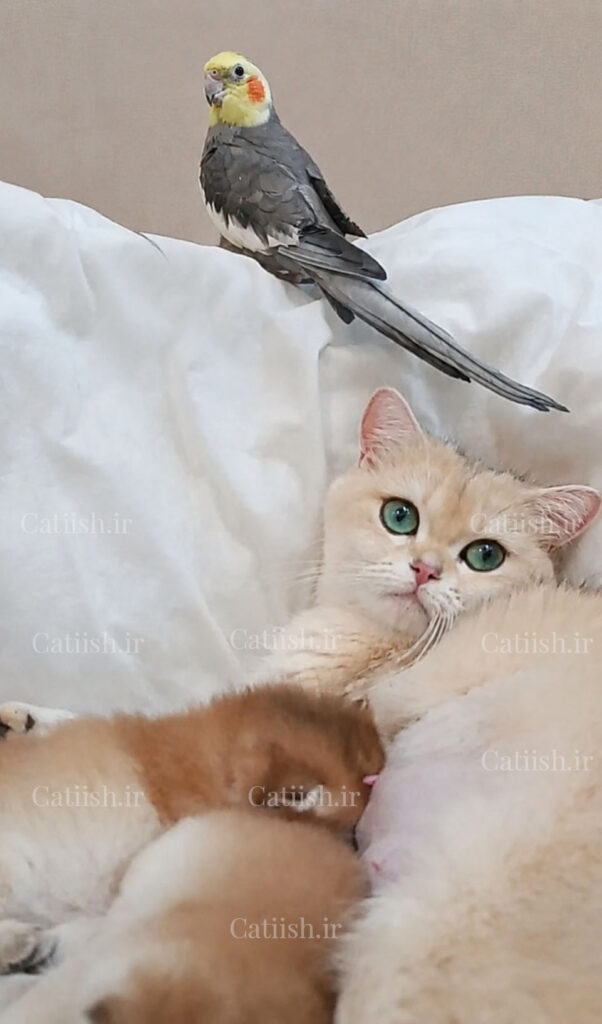 بریتیش چشم آبی