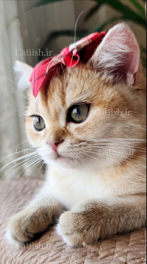 گربه چشم ابی