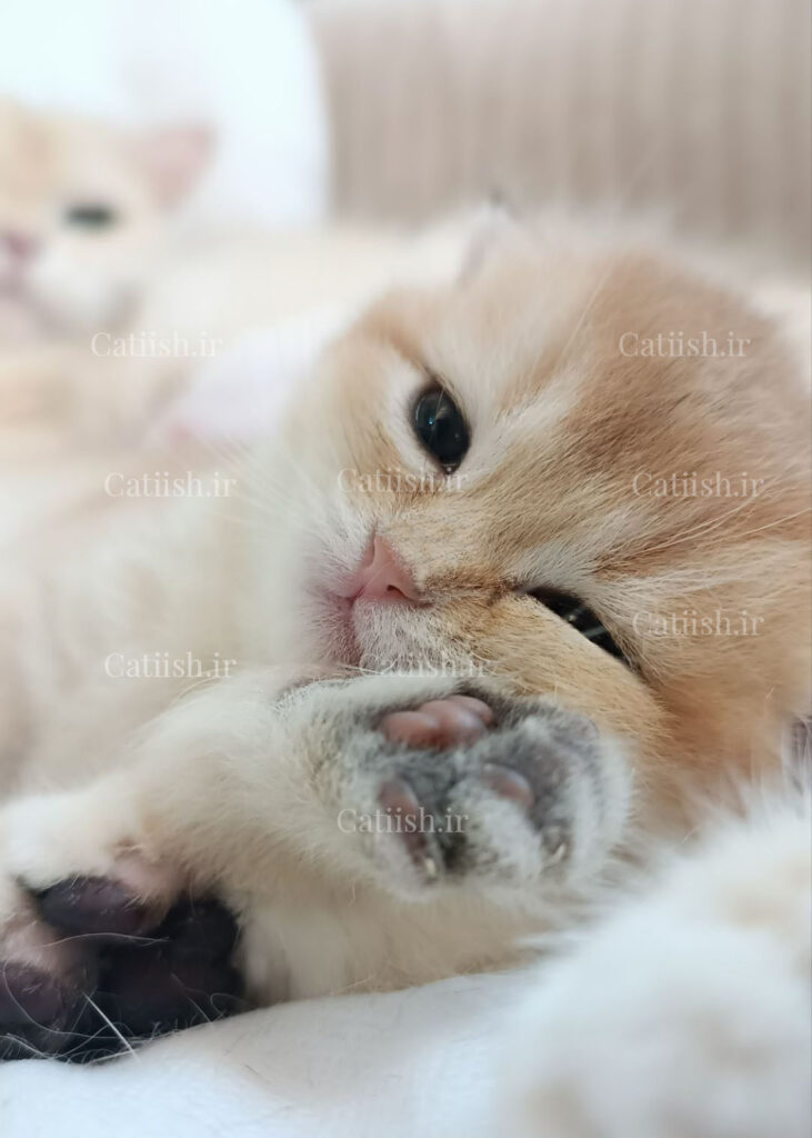 پاستیل های گربه