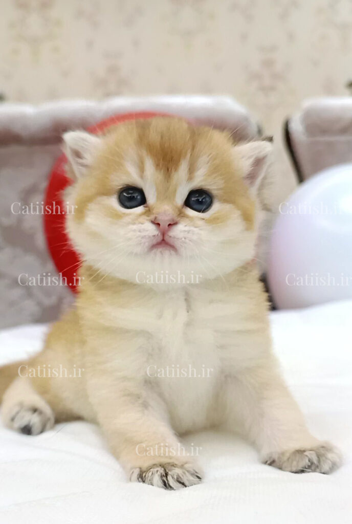 بریتیش صورت خرسی
