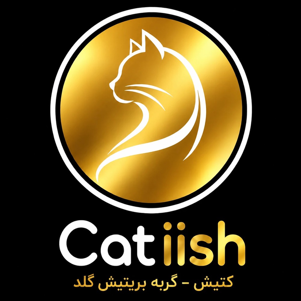 گربه بریتیش اسکاتیش کتیش ny گلد