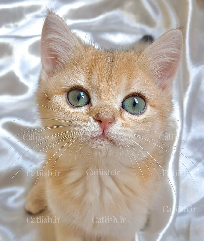 صورت گرد و پفکی گربه بریتیش گلد نر با کیفیت عالی