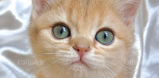میشکا British Shorthair