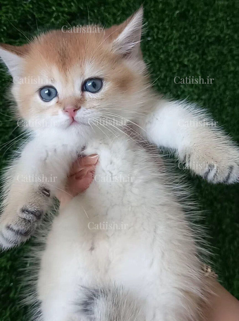 بچه گربه بریتیش گلد نر با تراکم موی بالا h