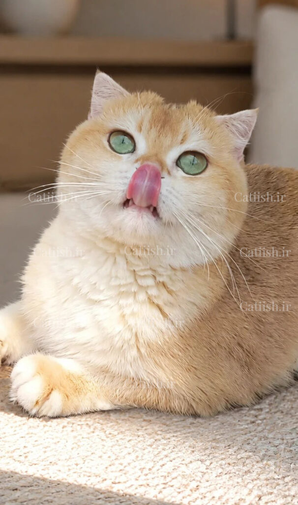 صورت گرد و پفکی گربه بریتیش شورت‌هیر گلد NY12