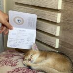 میشکا British Shorthair 12