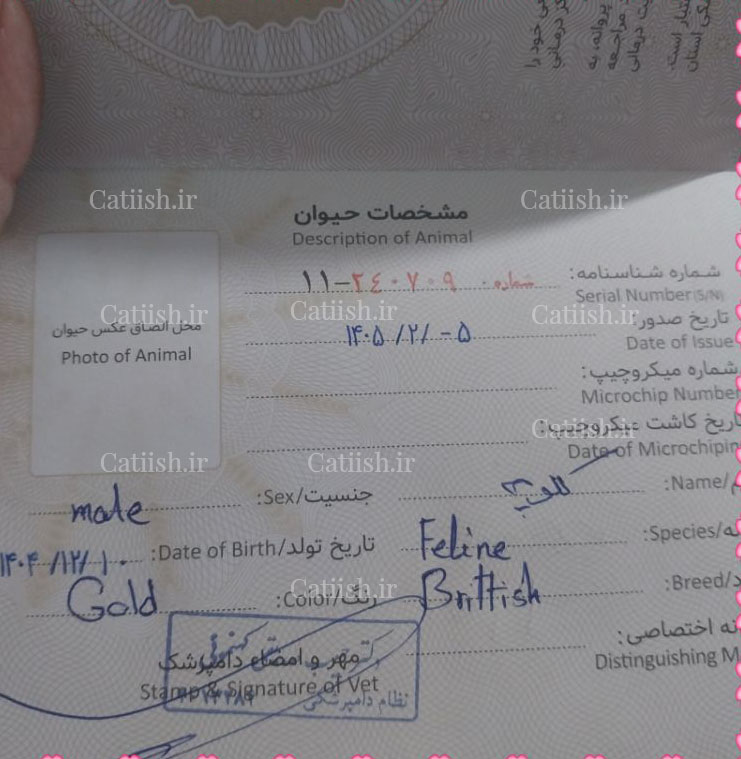 شناسنامه گربه کتیش