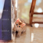 گربه لئو2 فروخته شده - نمونه نژاد بریتیش کتیش