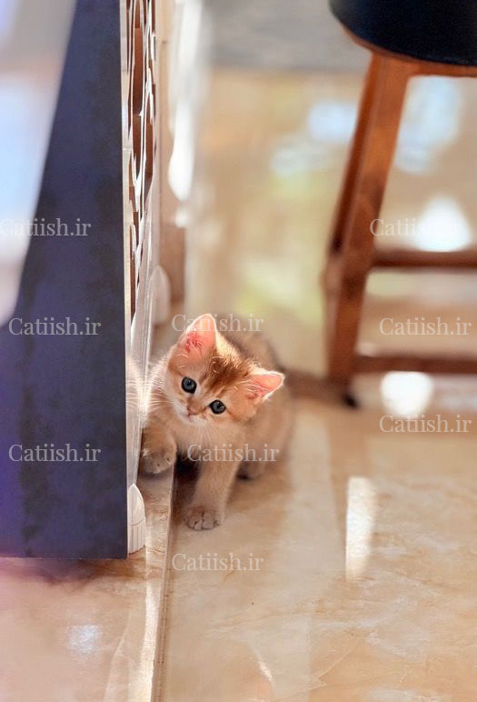 گربه لئو2 فروخته شده - نمونه نژاد بریتیش کتیش