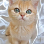 میشکا British Shorthair 12