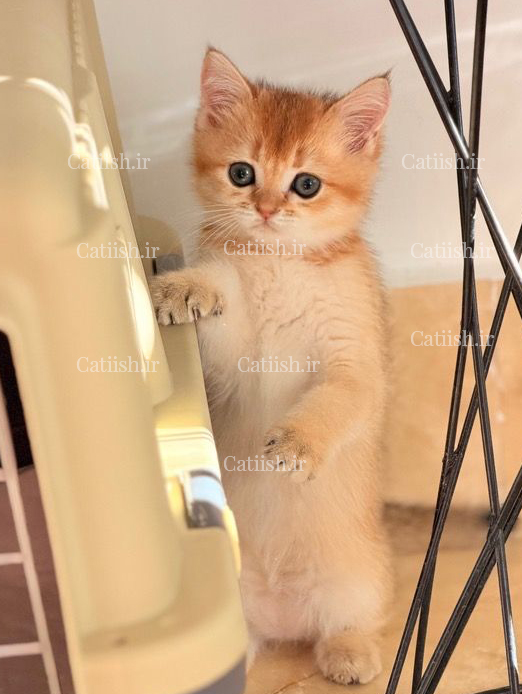 گربه لئو2 فروخته شده - نمونه نژاد بریتیش کتیش
