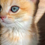 میشکا British Shorthair